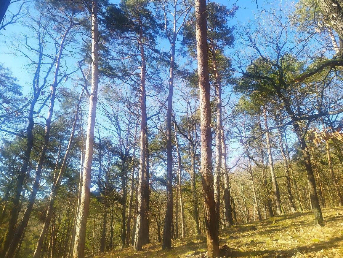 SLEVA 312 000 Kč 134 letý, 6 ha les, Křivoklátsko, 30 Kč/m2