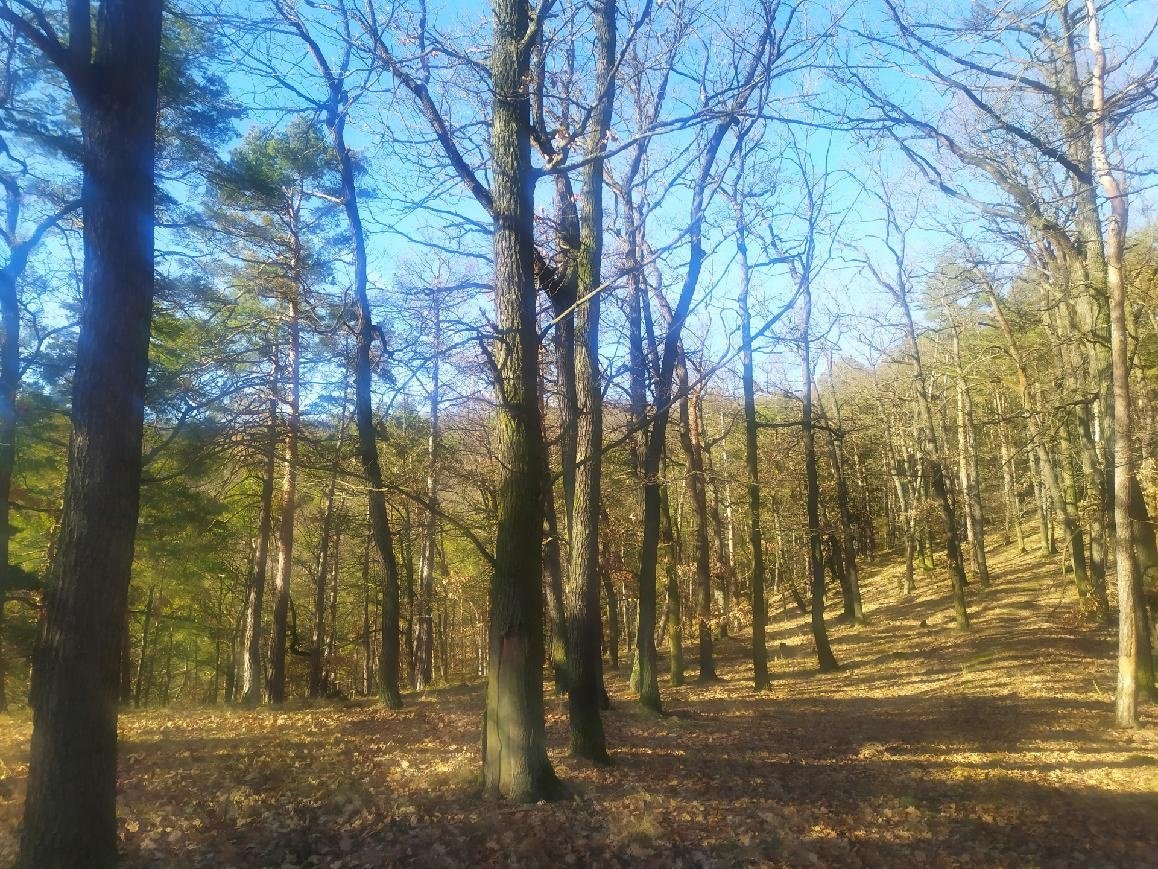 SLEVA 312 000 Kč 134 letý, 6 ha les, Křivoklátsko, 30 Kč/m2