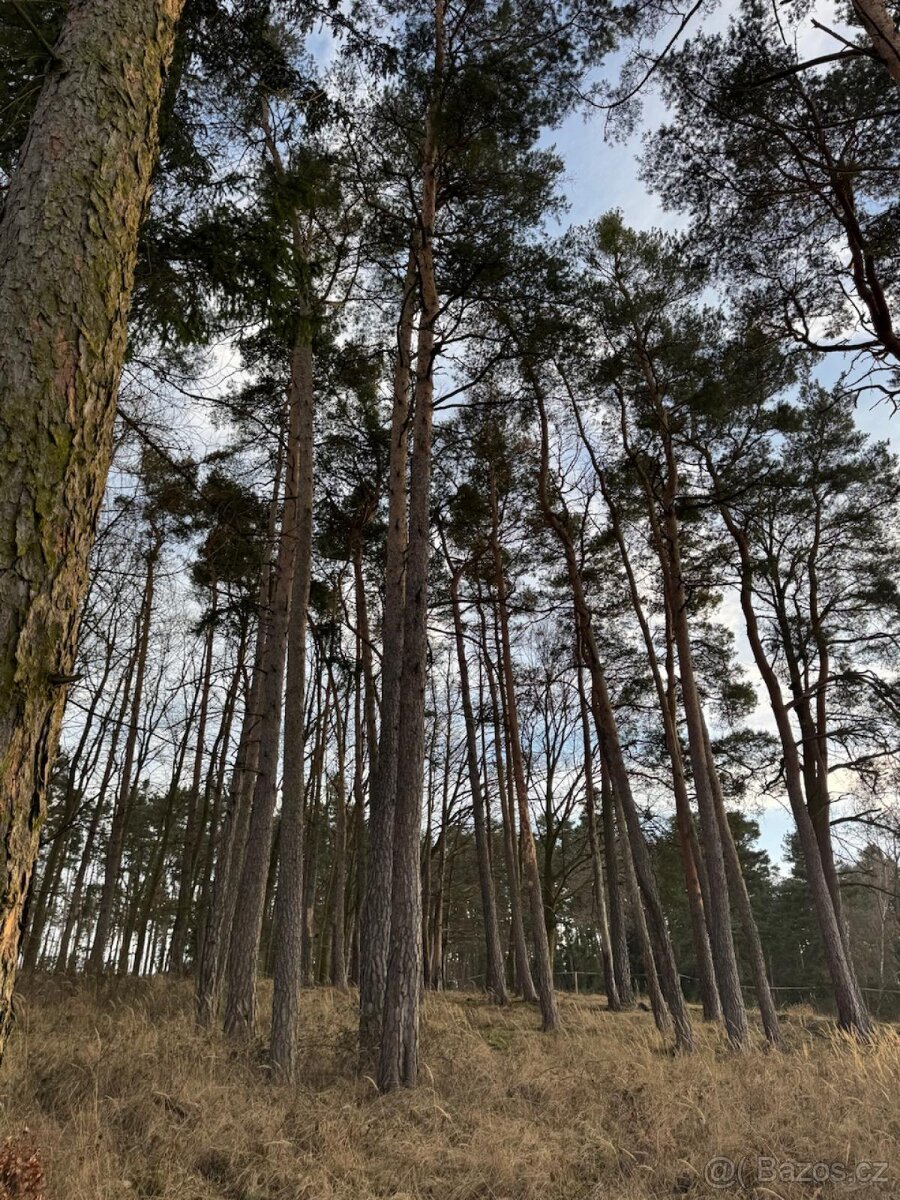 Prodej lesních pozemků k.ú. Dehtín