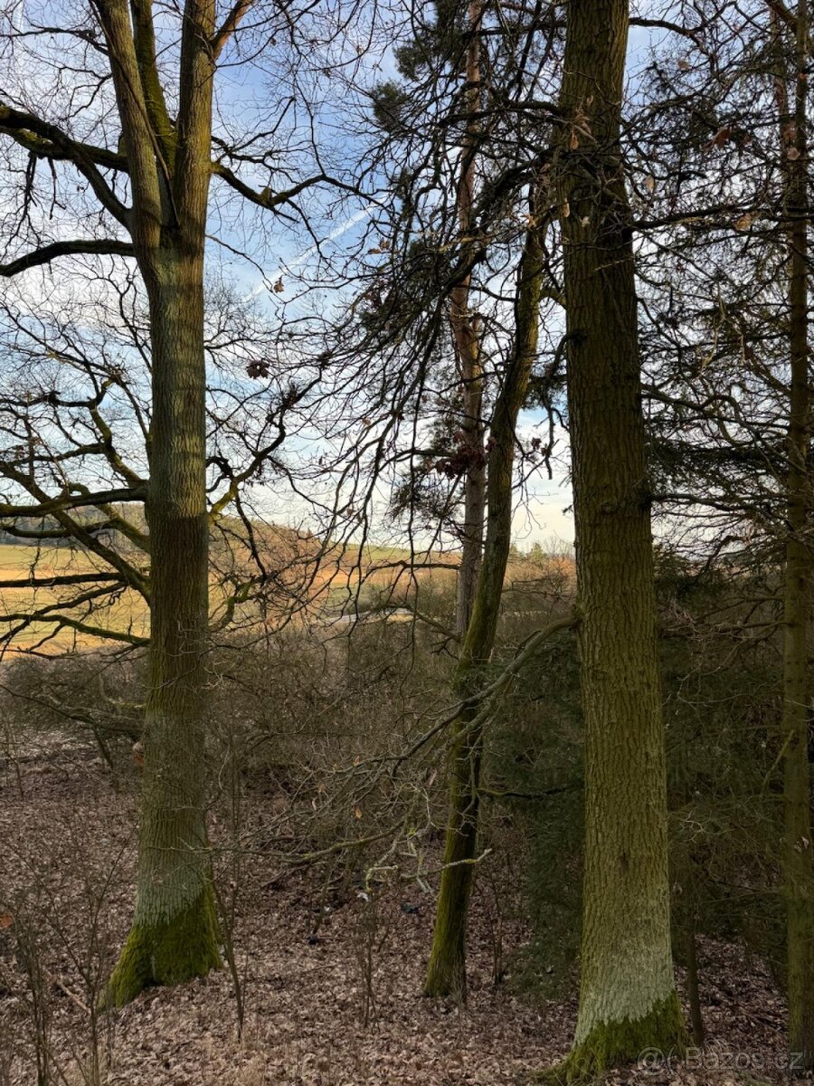 Prodej lesních pozemků k.ú. Dehtín