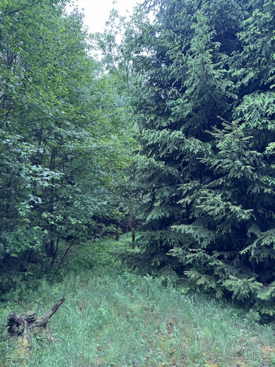Prodej lesního pozemku k.ú. Želechy