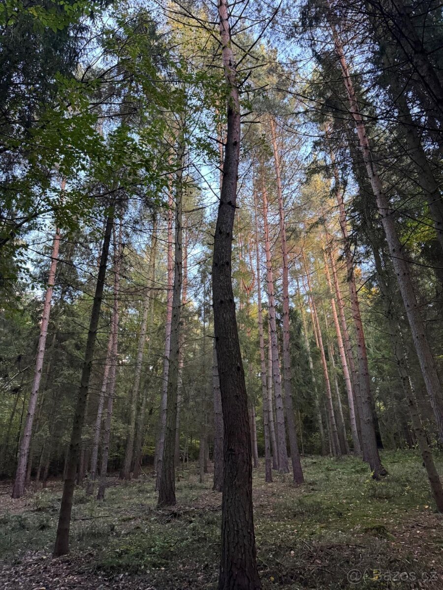 Prodej lesních pozemků v k.ú. Velká Polom (2)