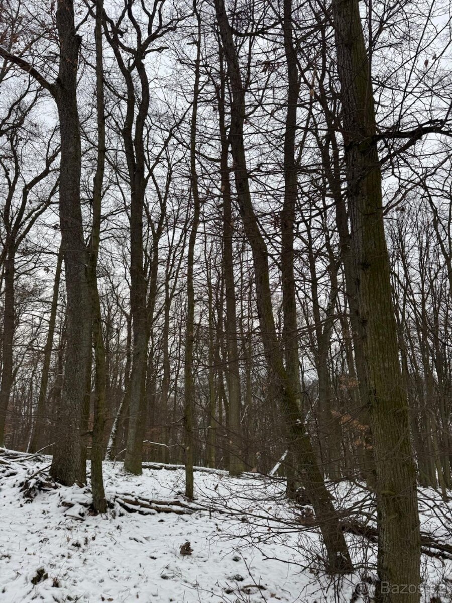 Prodej lesního pozemku k.ú. Šitbořice