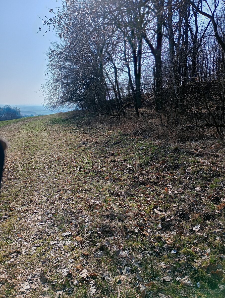 Krásný pozemek u Trnobran, u Litoměřic; louka u lesa
