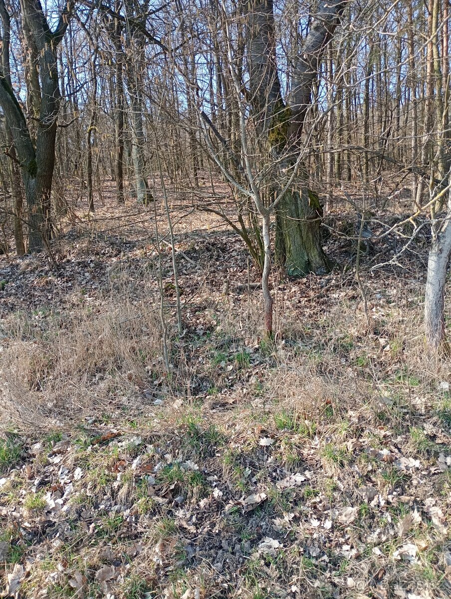 Krásný pozemek u Trnobran, u Litoměřic; louka u lesa
