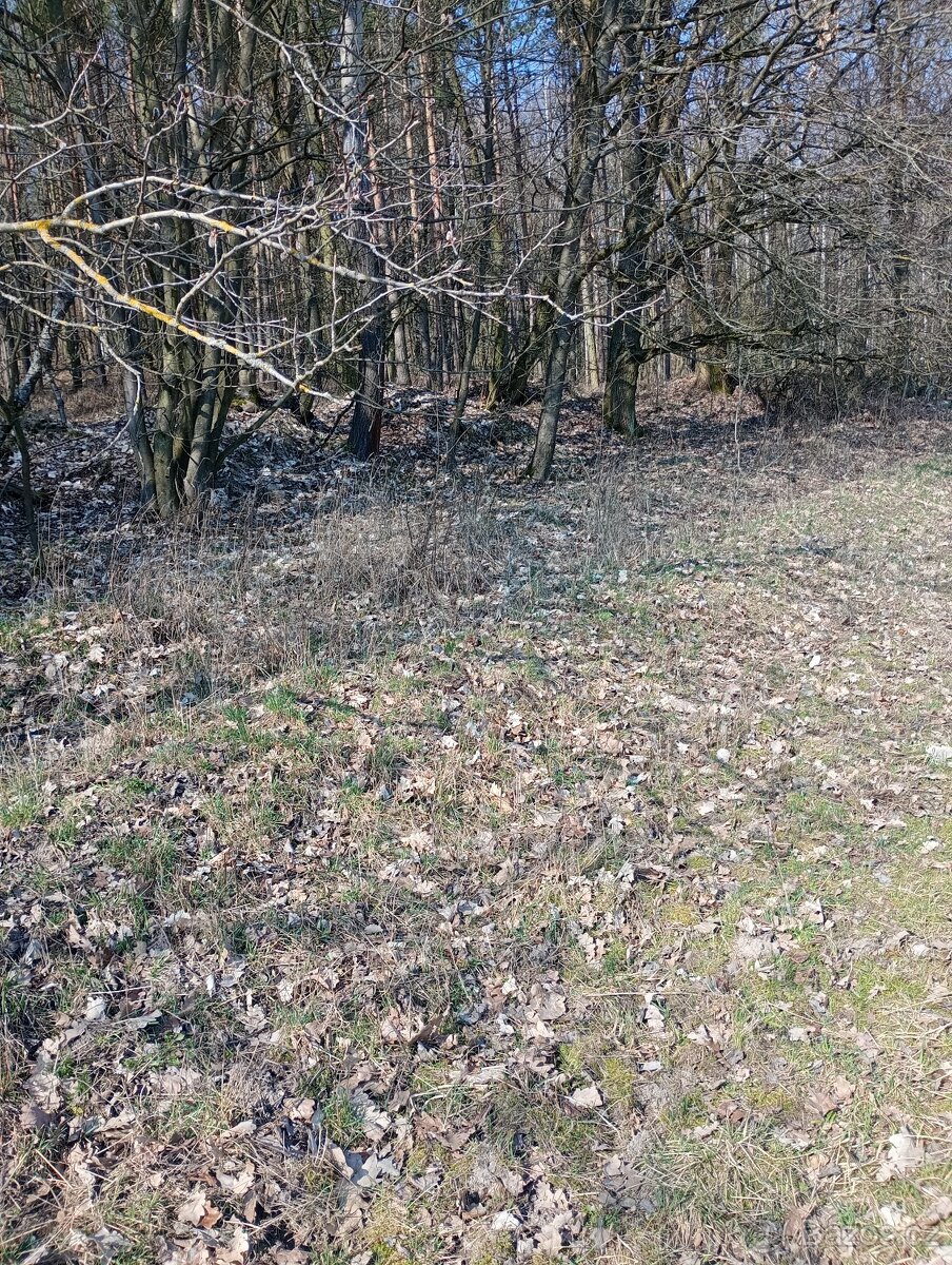 Krásný pozemek u Trnobran, u Litoměřic; louka u lesa