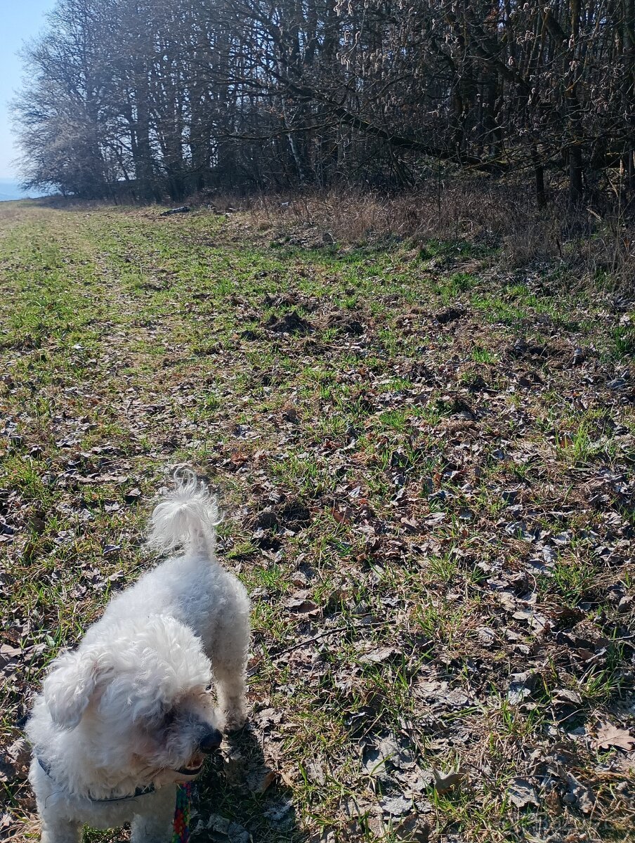 Krásný pozemek u Trnobran, u Litoměřic; louka u lesa
