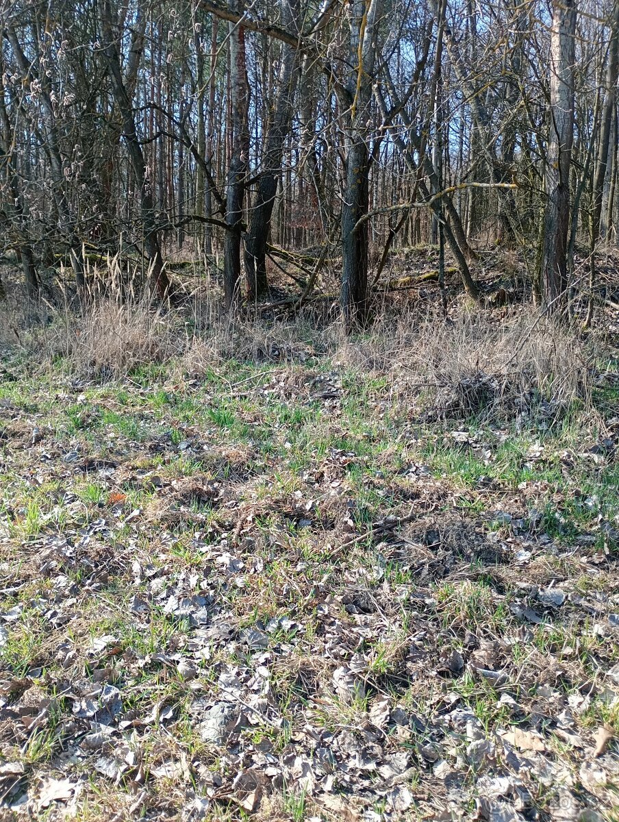 Krásný pozemek u Trnobran, u Litoměřic; louka u lesa