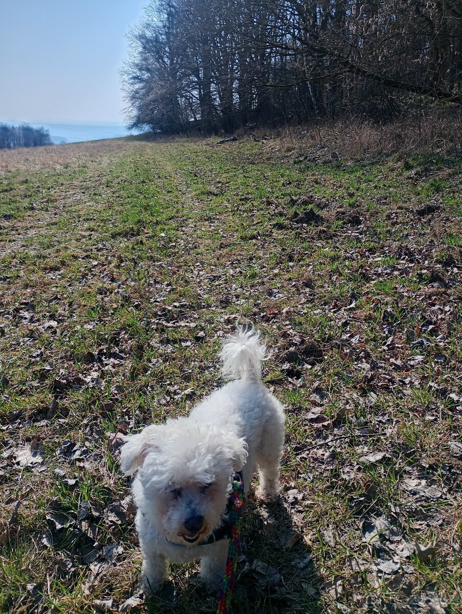 Krásný pozemek u Trnobran, u Litoměřic; louka u lesa