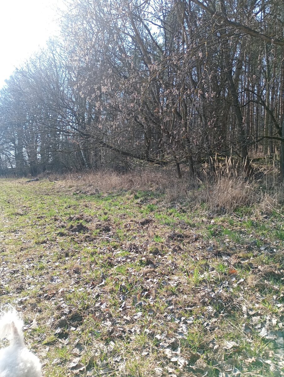 Krásný pozemek u Trnobran, u Litoměřic; louka u lesa
