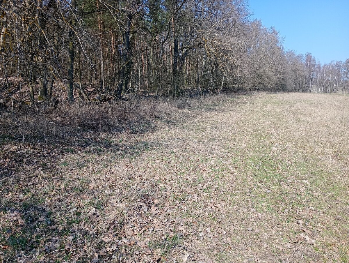 Krásný pozemek u Trnobran, u Litoměřic; louka u lesa