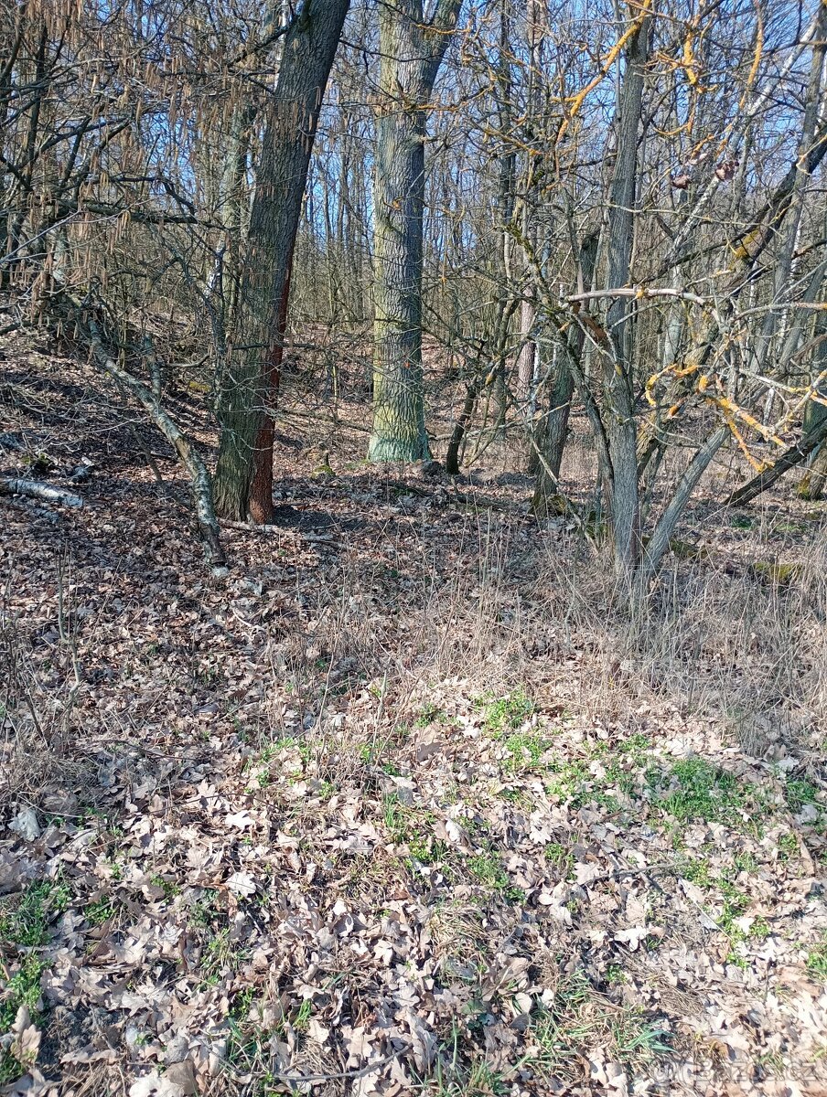 Krásný pozemek u Trnobran, u Litoměřic; louka u lesa