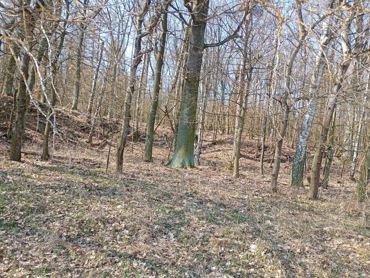 Krásný pozemek u Trnobran, u Litoměřic; louka u lesa