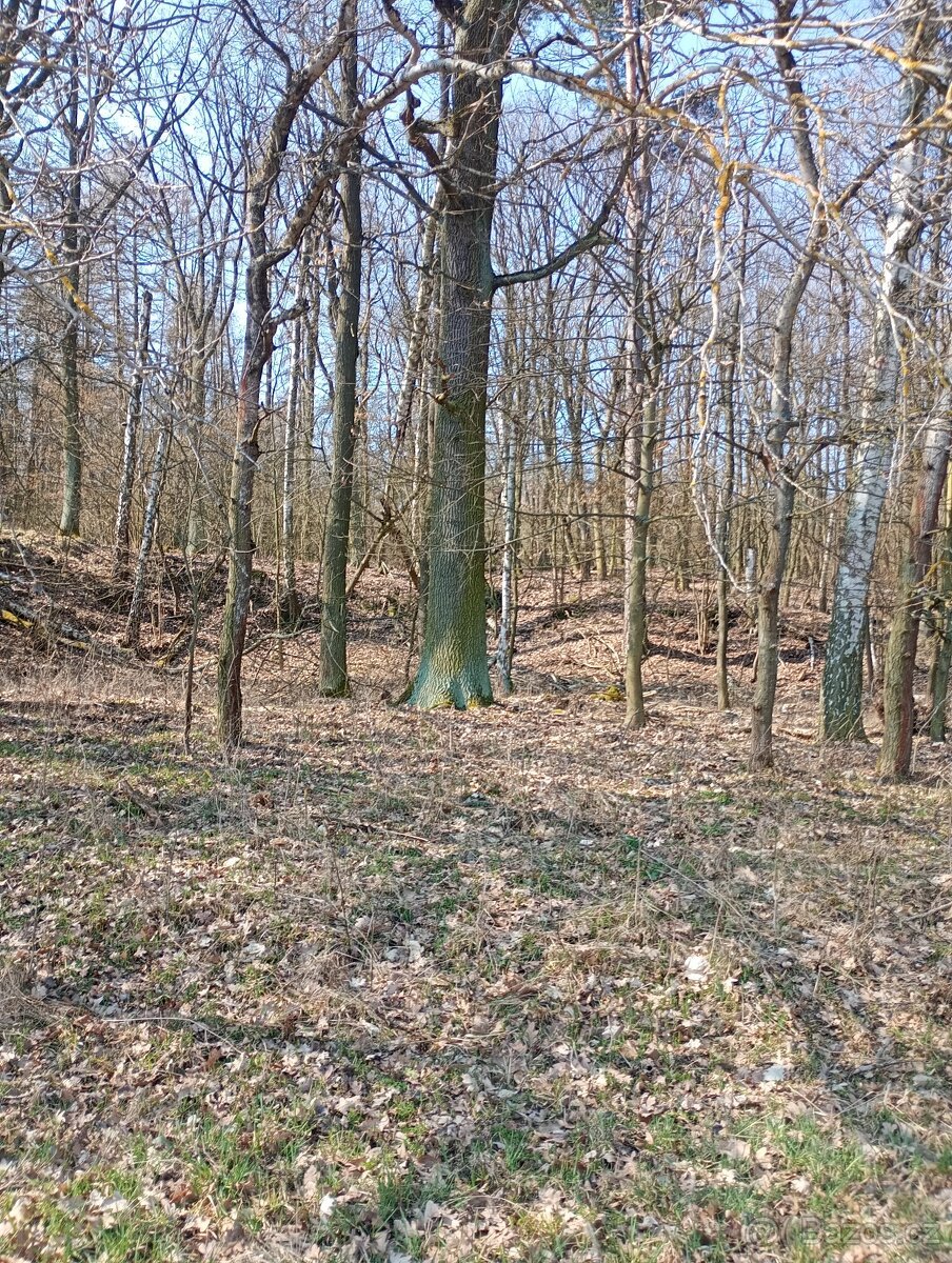 Krásný pozemek u Trnobran, u Litoměřic; louka u lesa