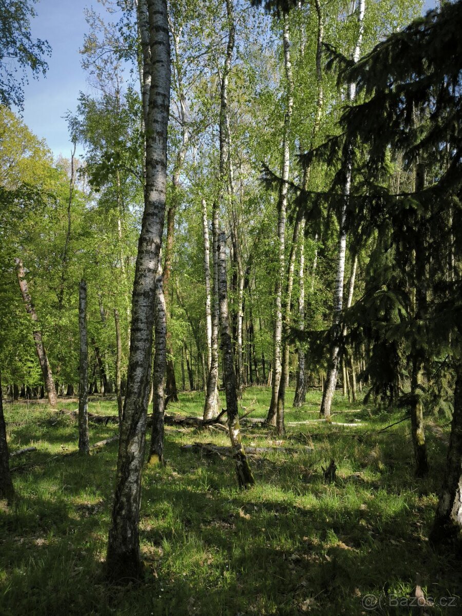 Prodej lesního pozemku k.ú. Živonín