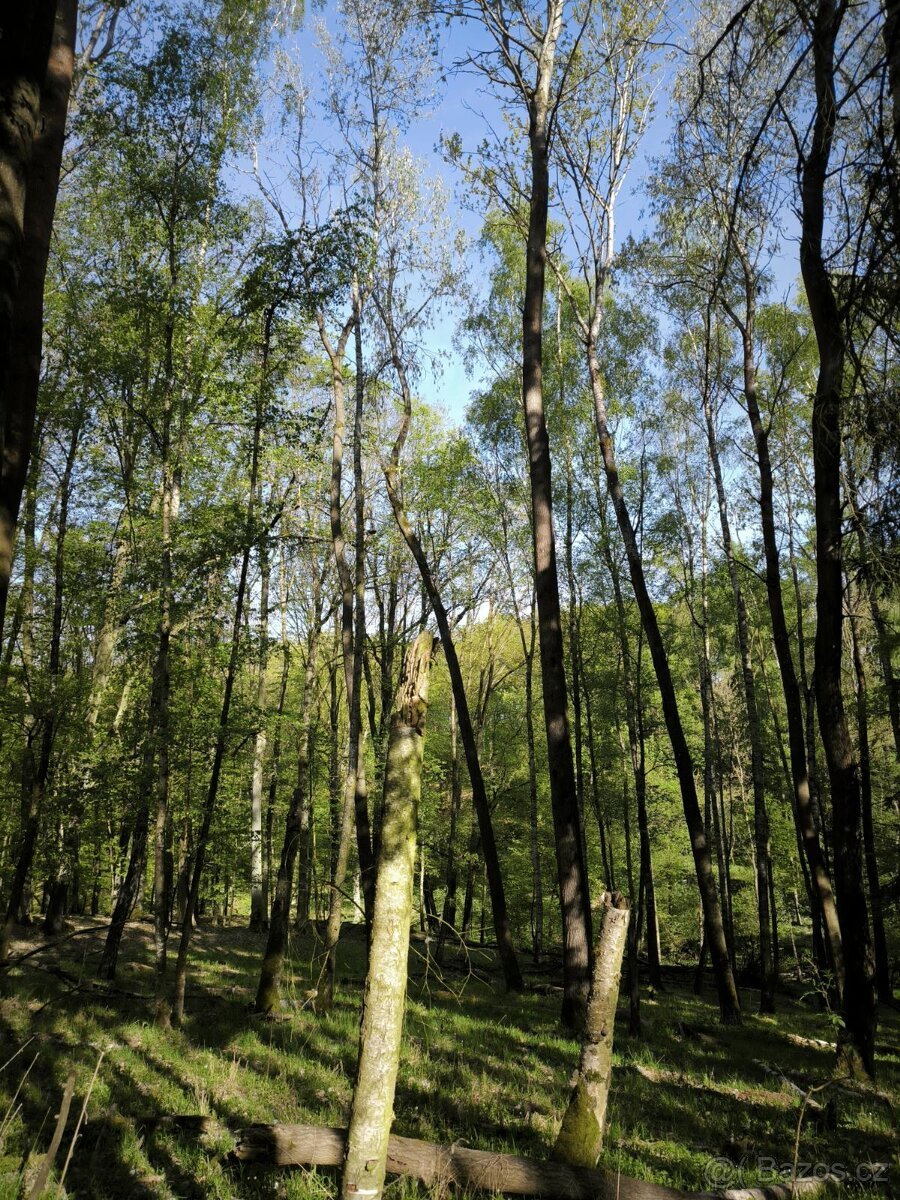 Prodej lesního pozemku k.ú. Živonín