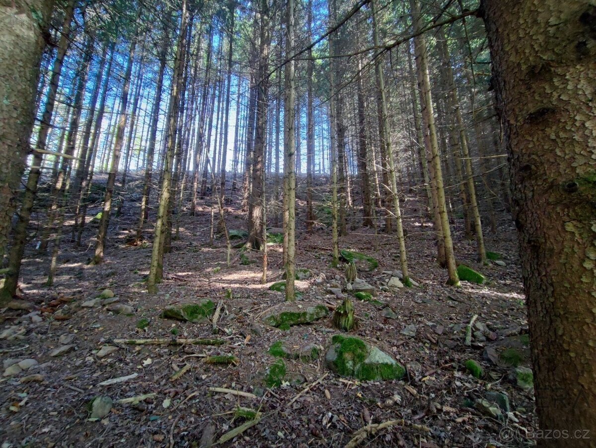 Prodej lesa 233 155 m² Žďár u Nové Včelnice