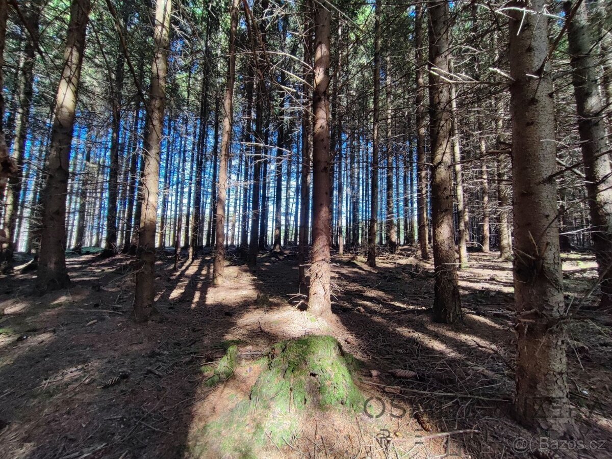 Prodej lesa 233 155 m² Žďár u Nové Včelnice
