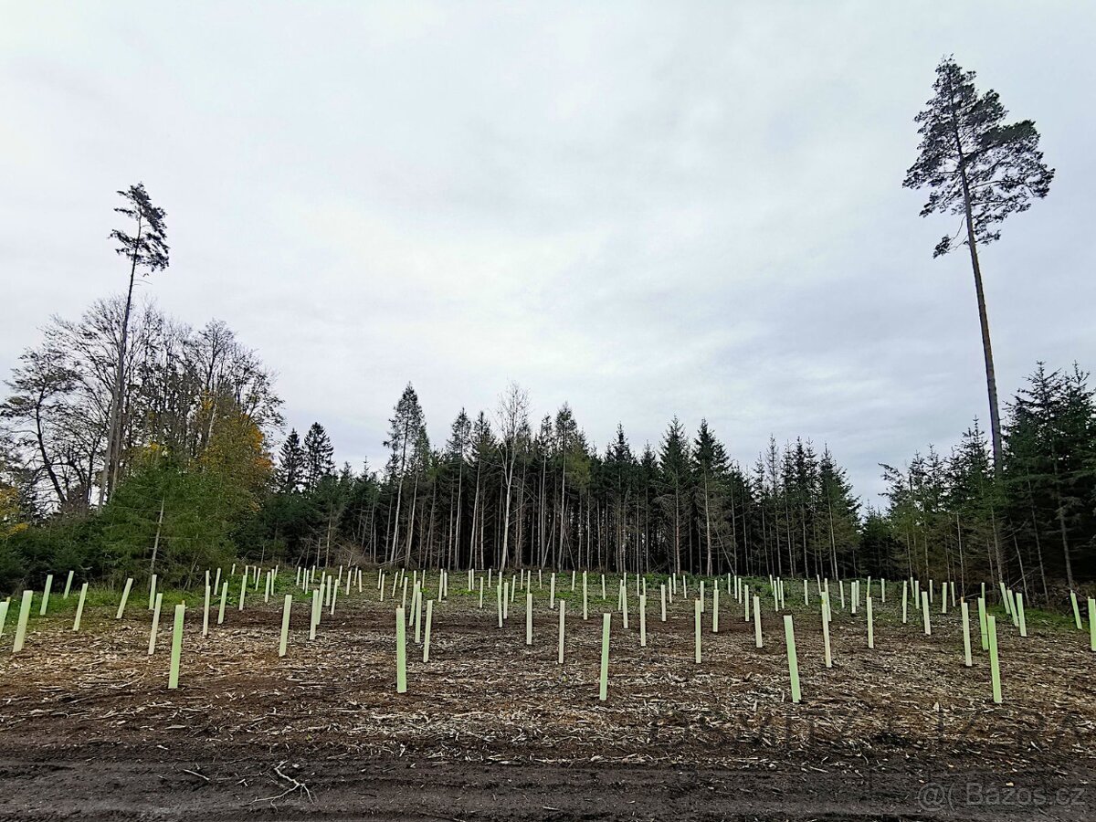 Prodej lesa 233 155 m² Žďár u Nové Včelnice