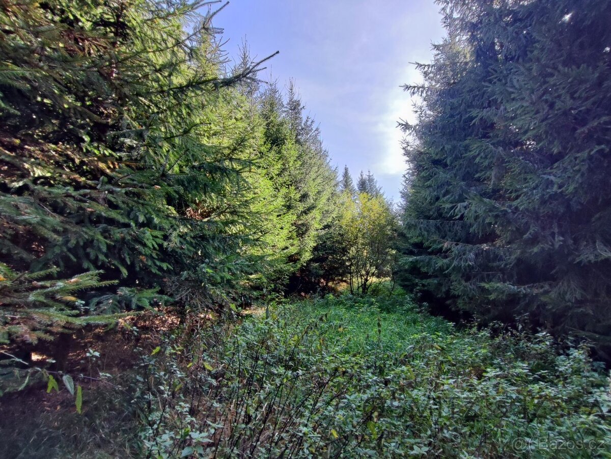 Prodej lesa 233 155 m² Žďár u Nové Včelnice