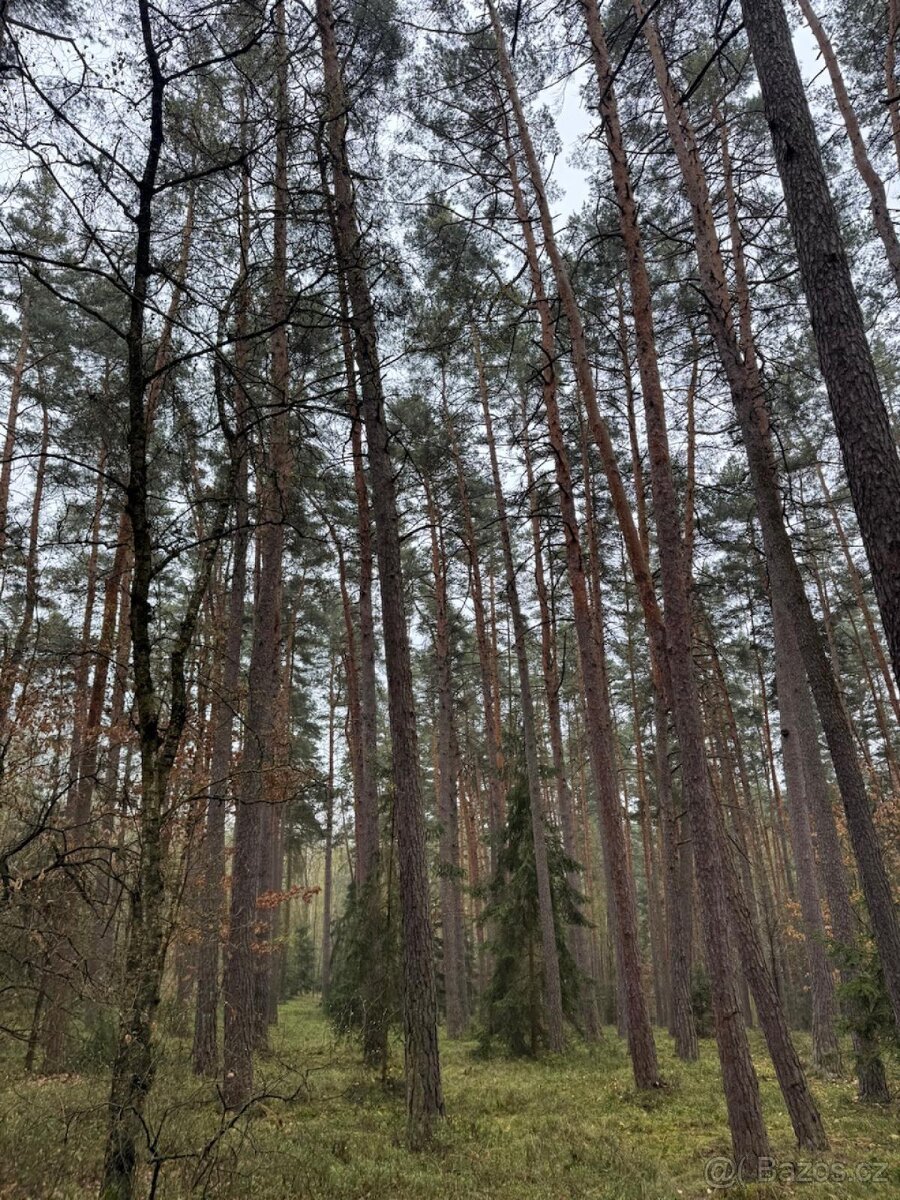 Prodej lesních pozemků k.ú. Koloveč