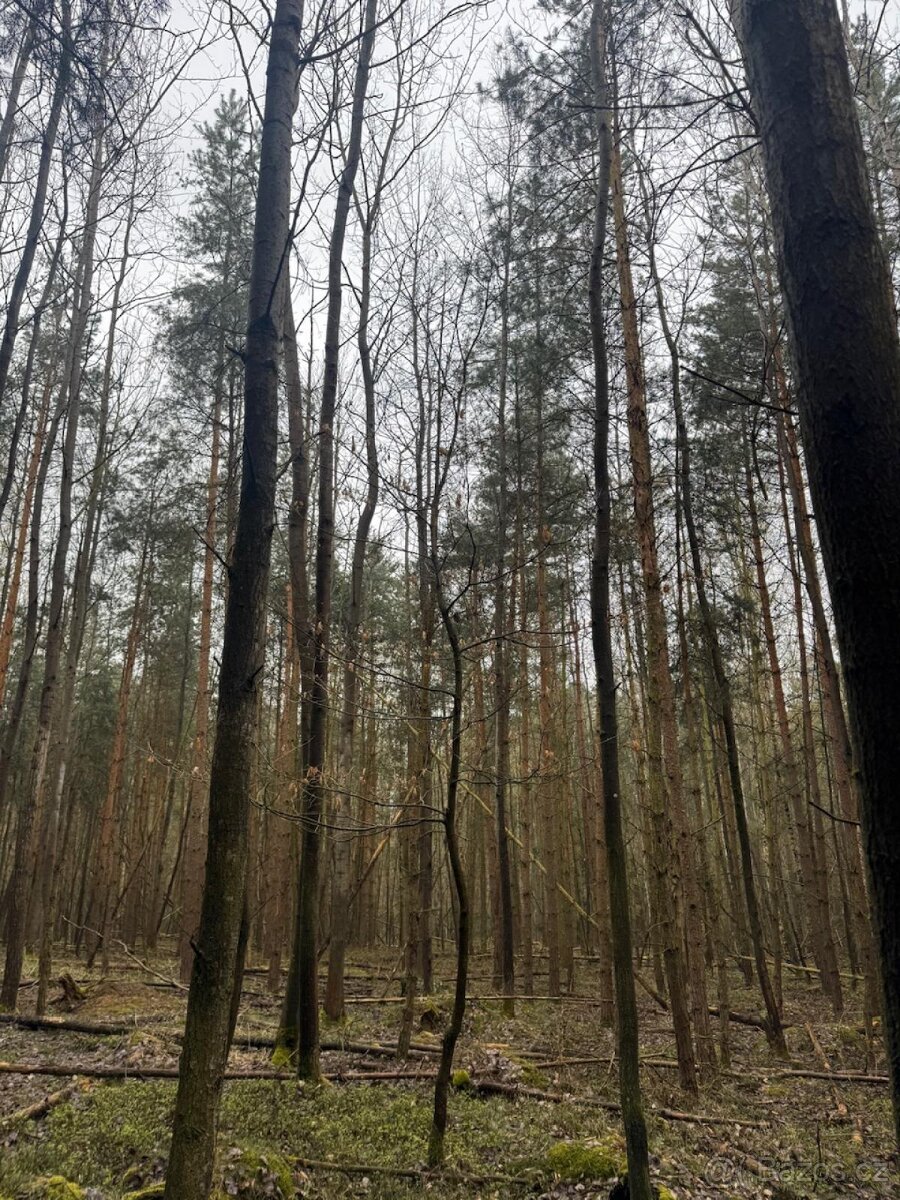 Prodej lesních pozemků k.ú. Koloveč