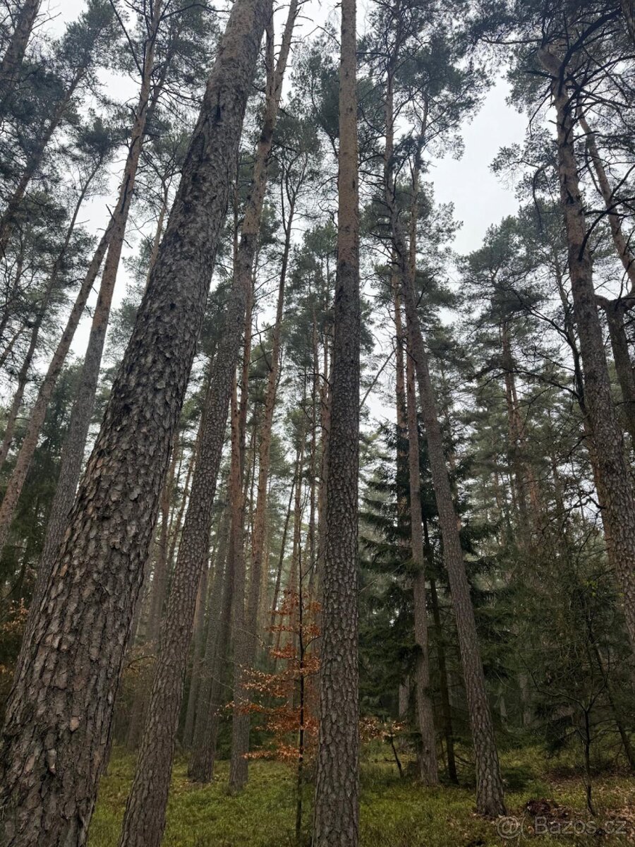 Prodej lesních pozemků k.ú. Koloveč