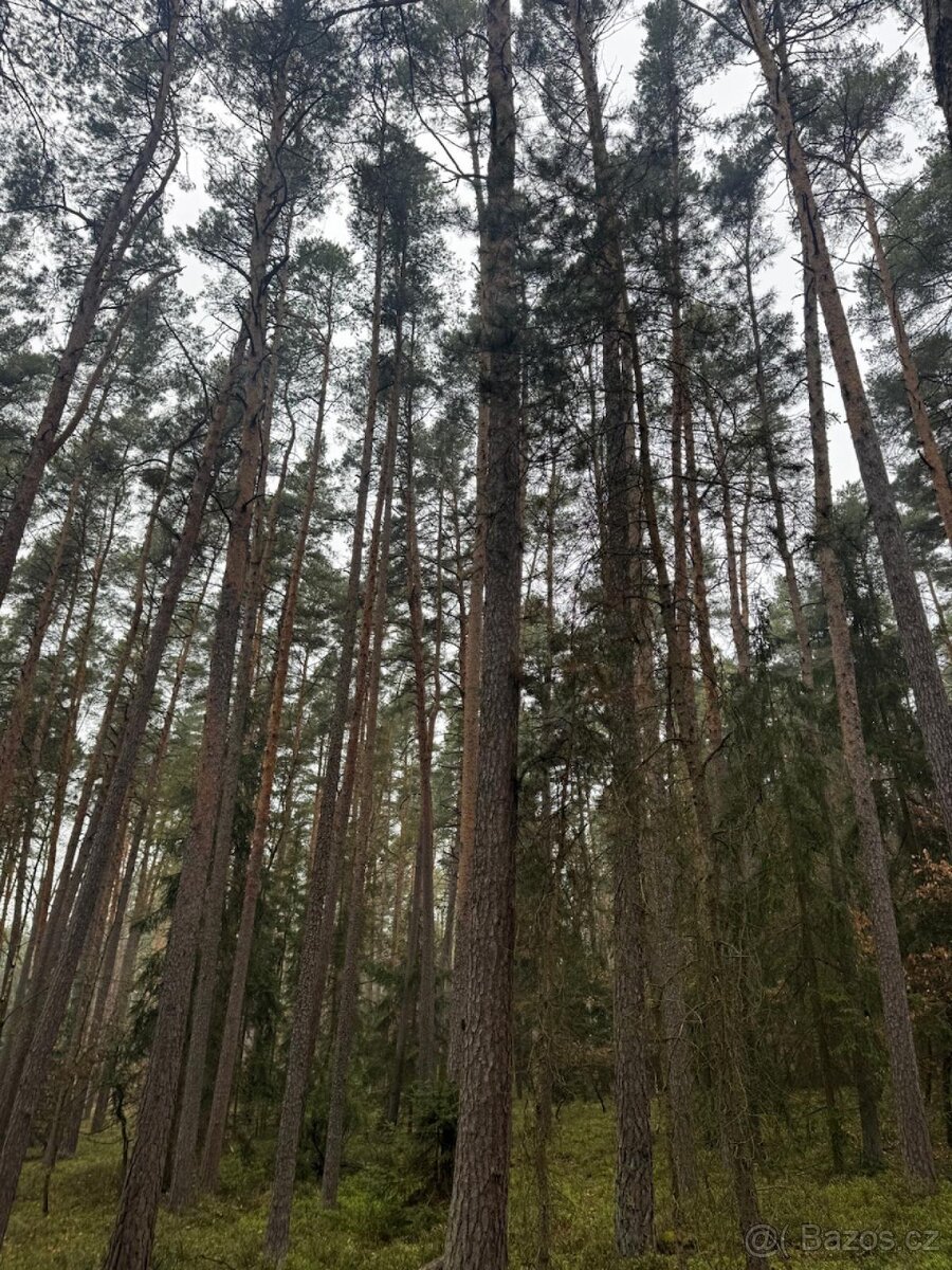 Prodej lesních pozemků k.ú. Koloveč