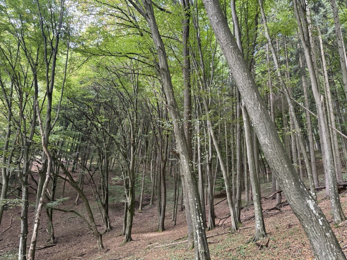 Prodej, pozemek, 4 435 m,  9, Štítná nad Vláří-Popov - Popov