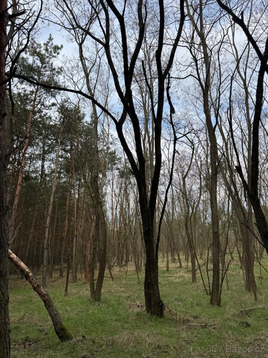 Prodej lesních pozemků k.ú. Račice u Štětí