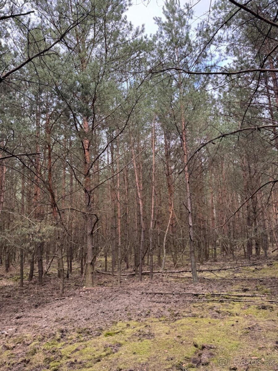 Prodej lesních pozemků k.ú. Račice u Štětí