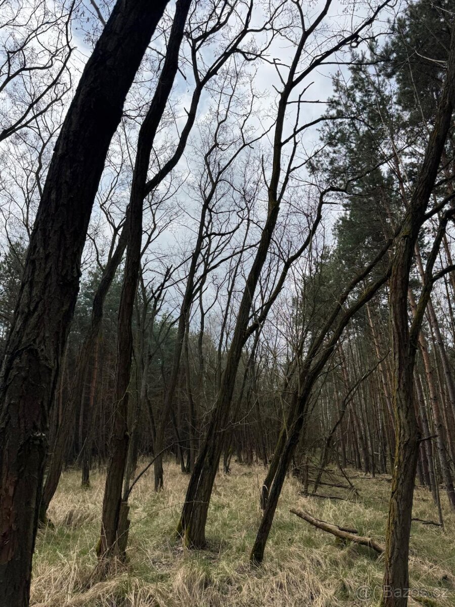 Prodej lesních pozemků k.ú. Račice u Štětí