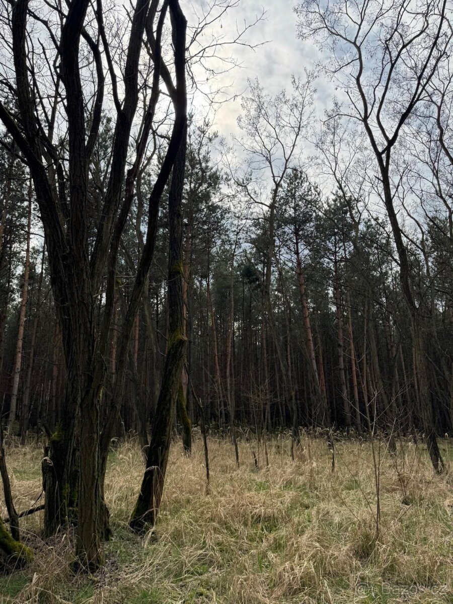 Prodej lesních pozemků k.ú. Račice u Štětí