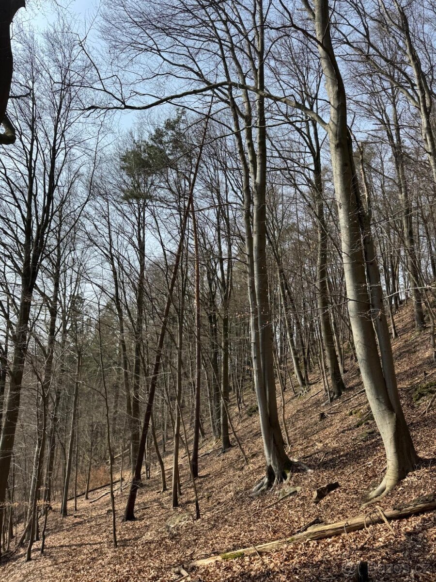 Prodej pozemků k.ú. Bohutín nad Moravou (2)