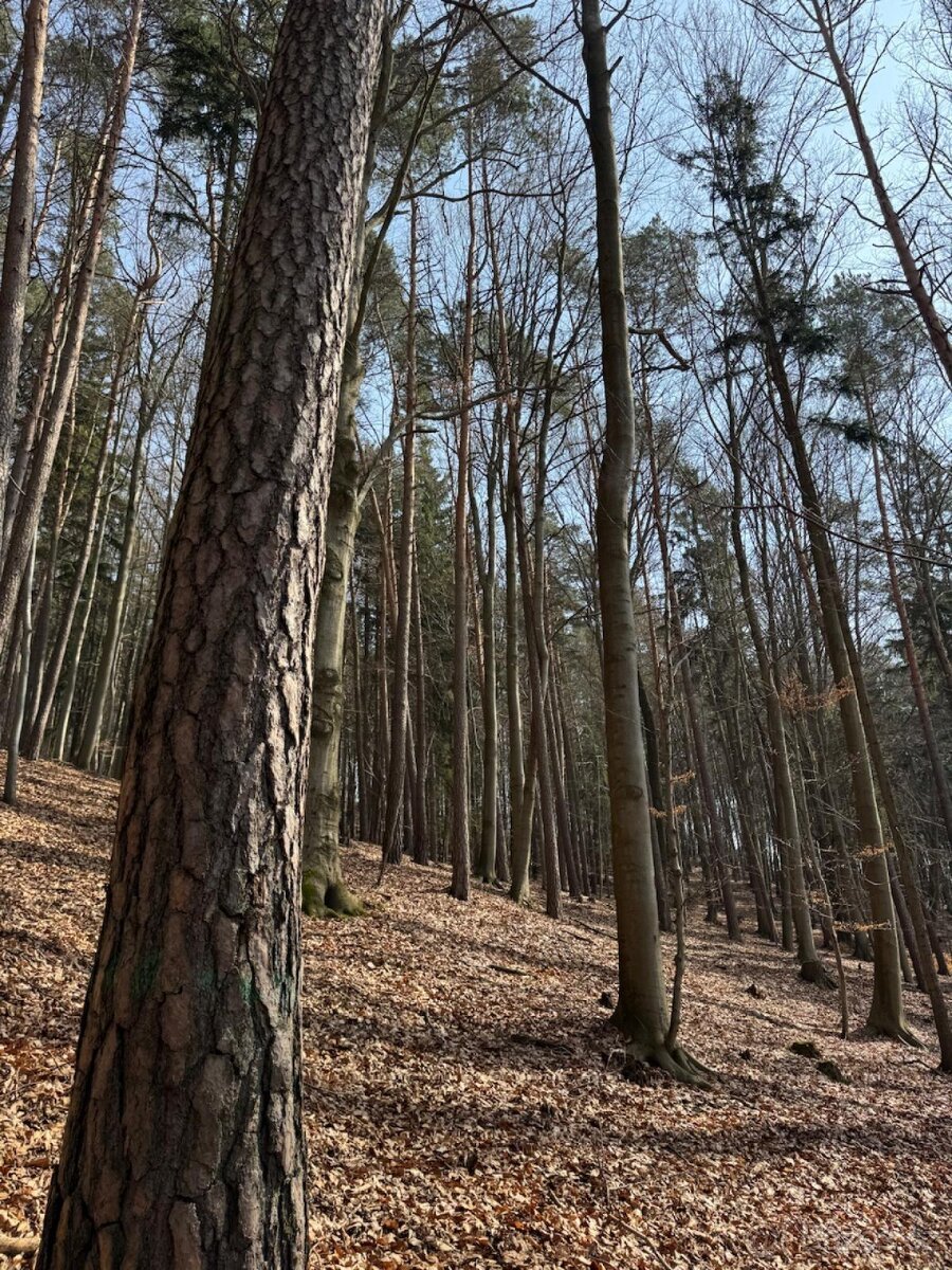 Prodej pozemků k.ú. Bohutín nad Moravou (2)