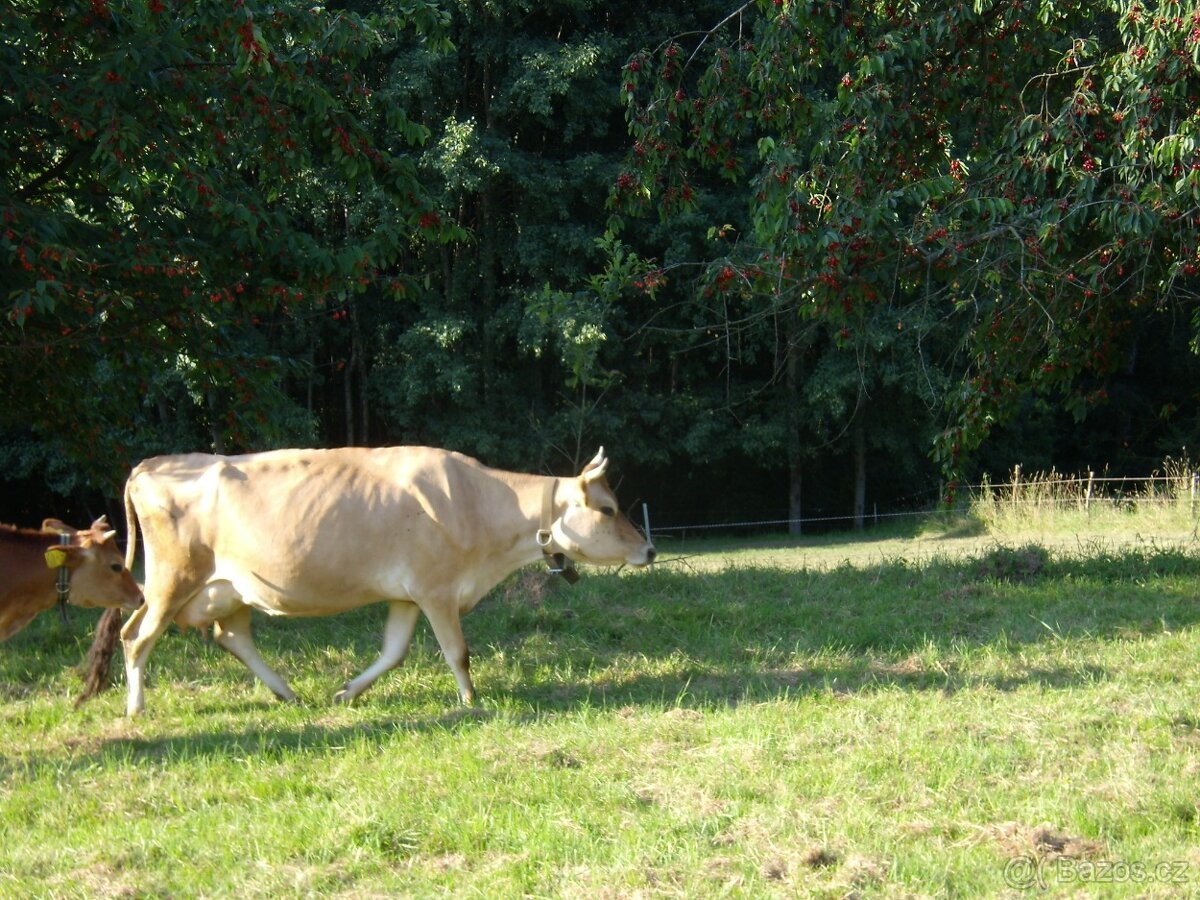 PRODÁM POZEMKY