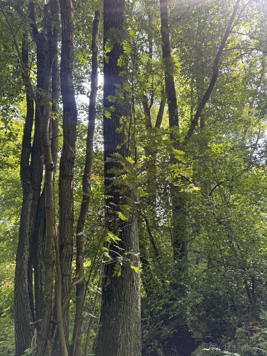 Prodej pozemků k.ú. Kněžnice (2)