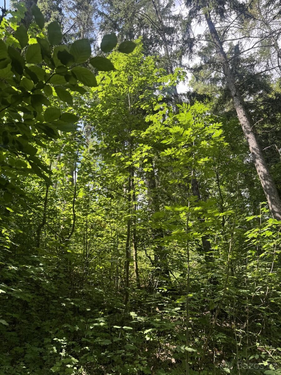 Prodej pozemků k.ú. Kněžnice (2)
