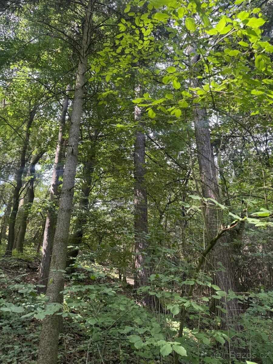 Prodej pozemků k.ú. Kněžnice (2)