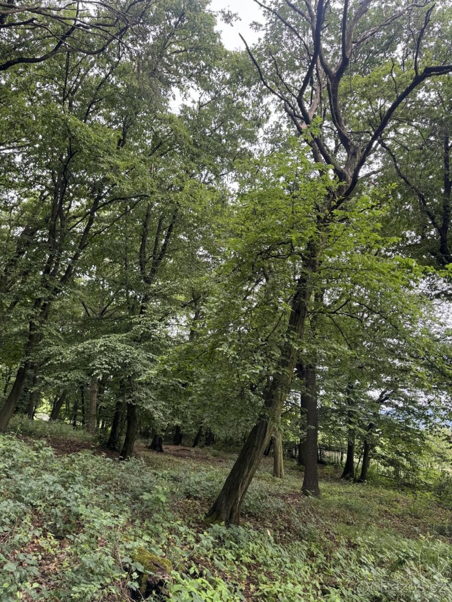Prodej pozemků k.ú. Bílina