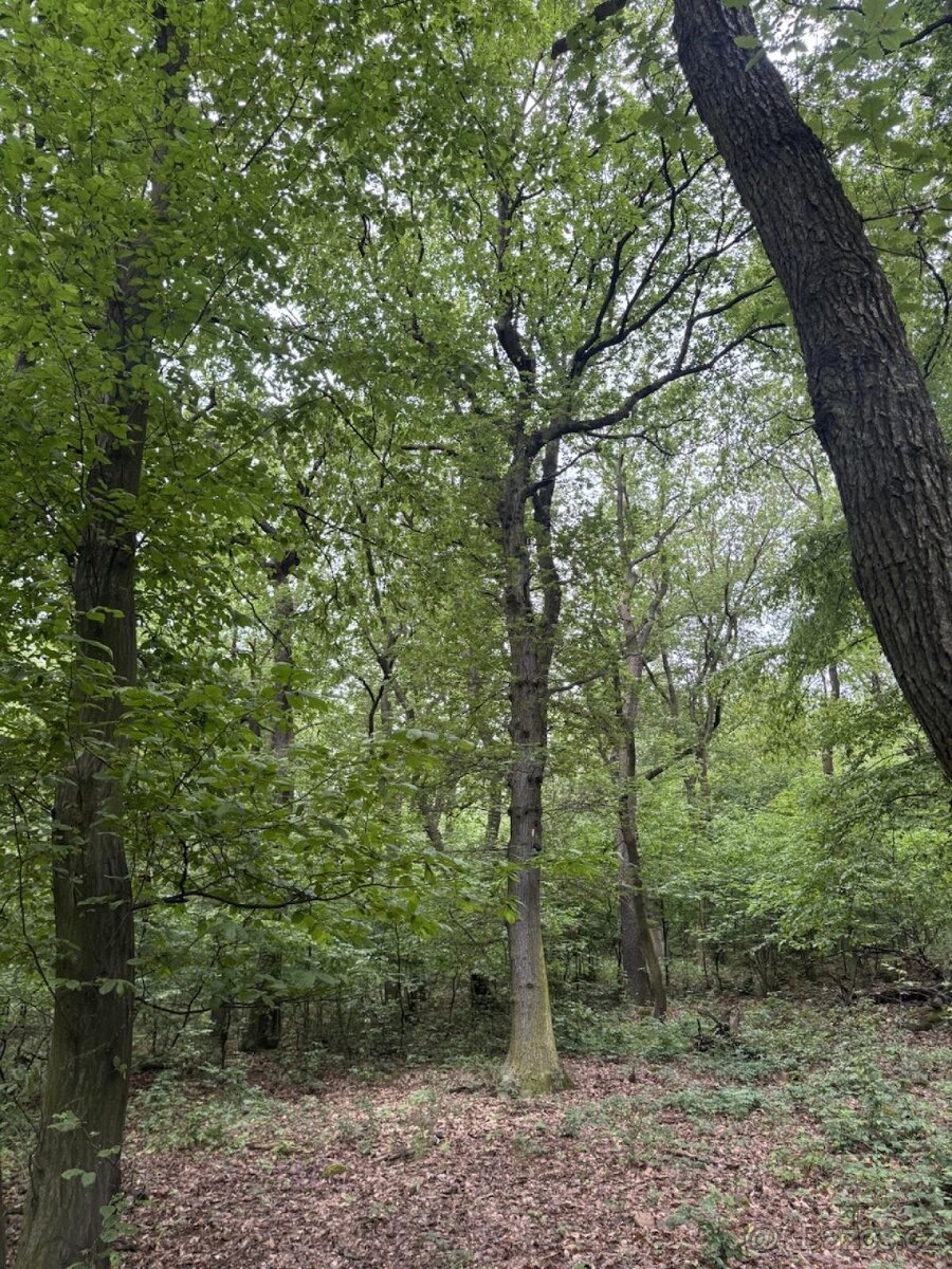 Prodej pozemků k.ú. Bílina