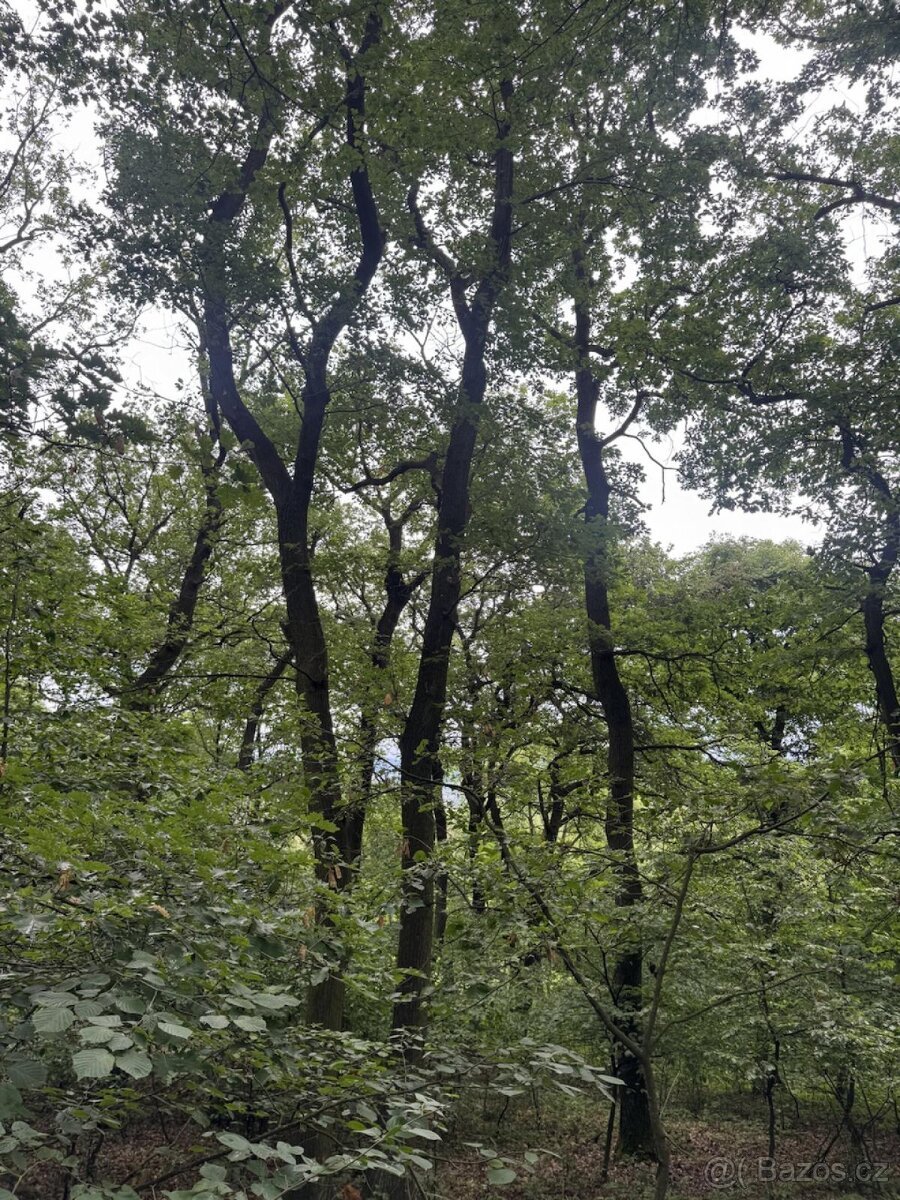 Prodej pozemků k.ú. Bílina