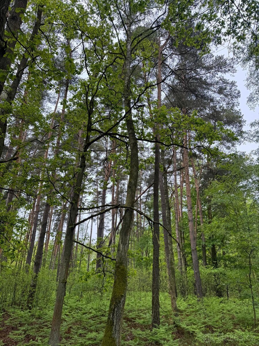 Prodej lesního pozemku k.ú. Petrovice nad Orlicí (2)