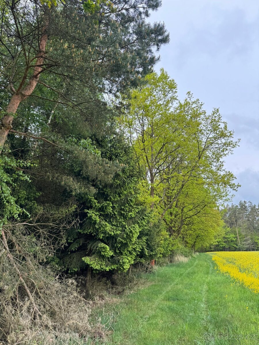 Prodej lesního pozemku k.ú. Petrovice nad Orlicí (2)