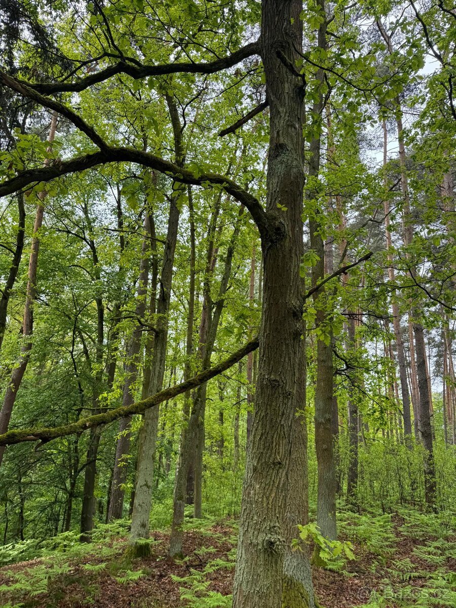 Prodej lesního pozemku k.ú. Petrovice nad Orlicí (2)