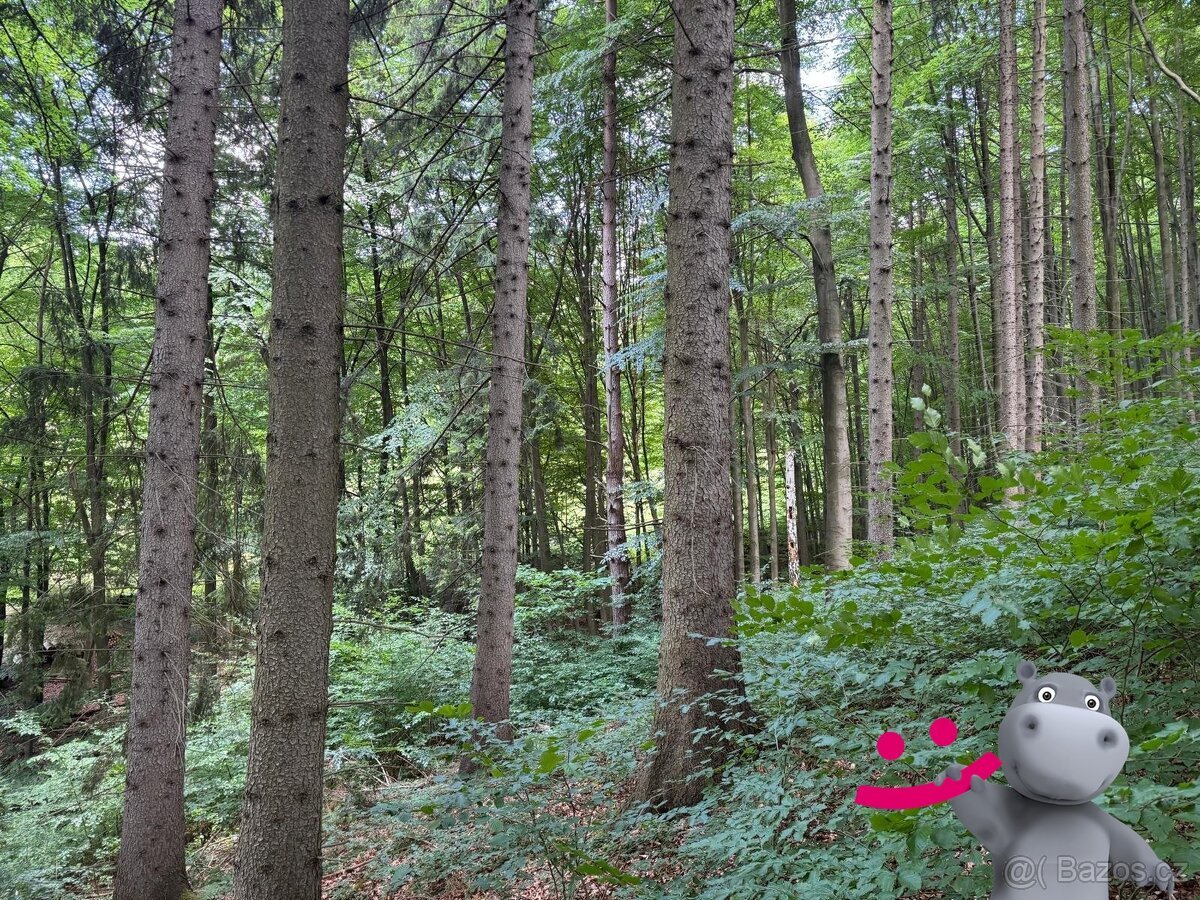 Prodej lesa 9 556 m², Zlín - Klečůvka, ev.č. 58890