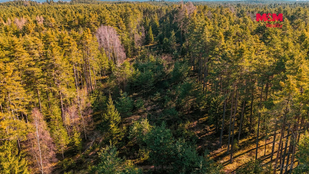 Prodej lesa, 18382 m², Olešnice u Trhových Svinů
