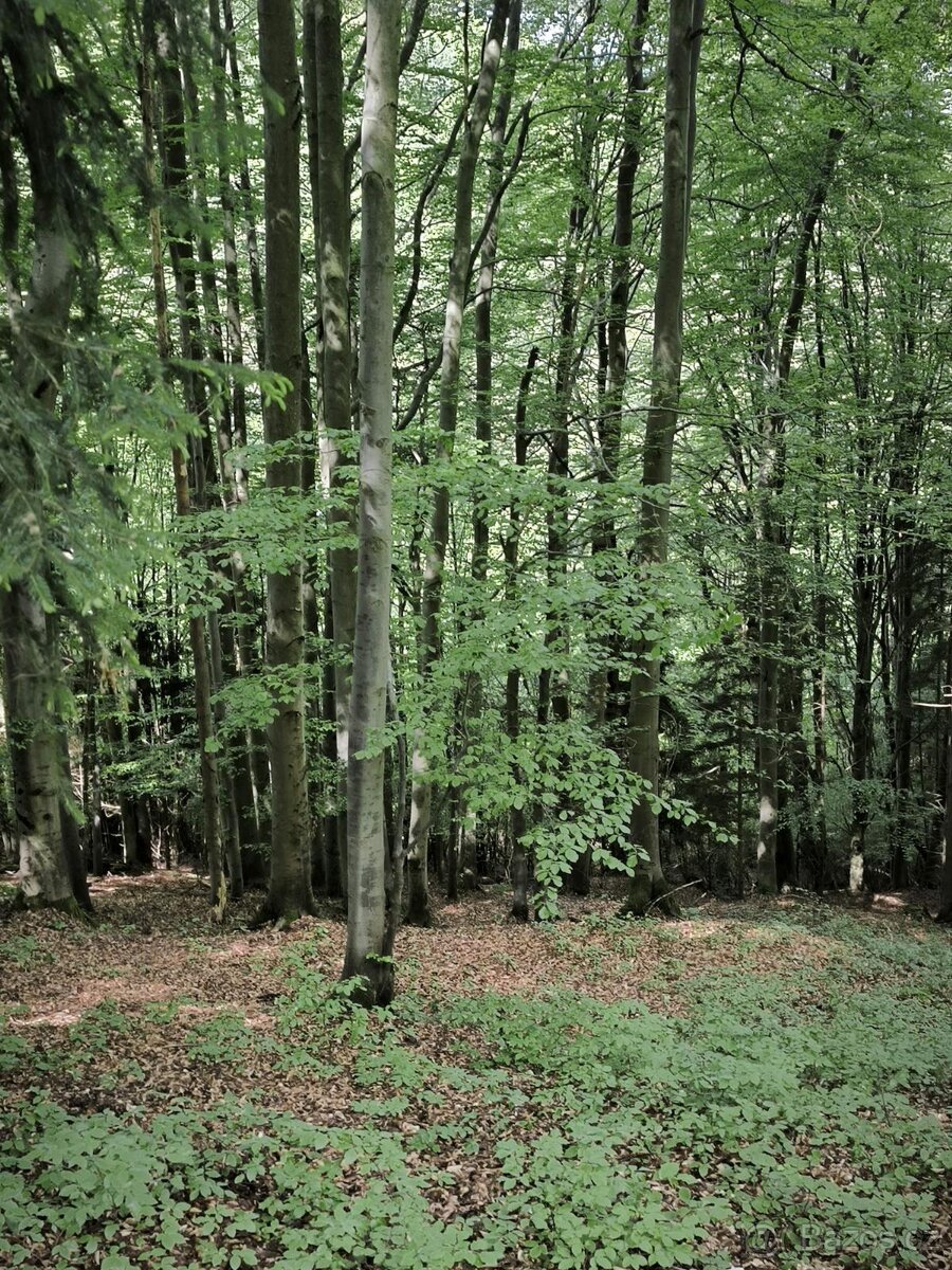 Prodej pozemků k.ú. Nový Hrozenkov