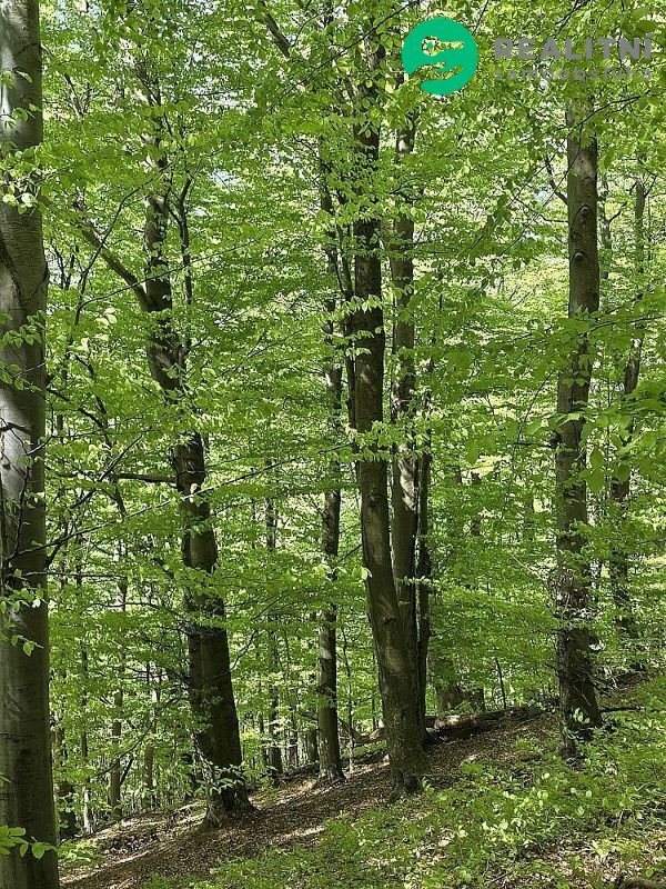 Podíl na lesních pozemcích Vsetín - Semetín