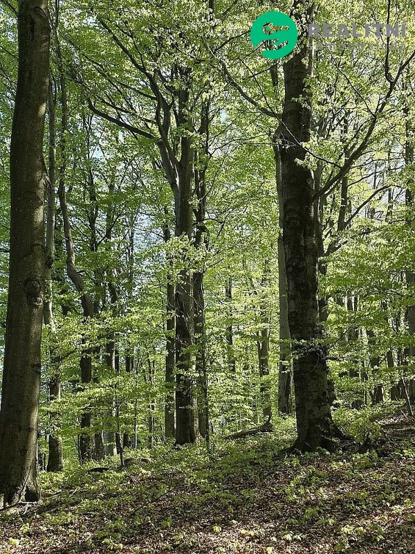Podíl na lesních pozemcích Vsetín - Semetín